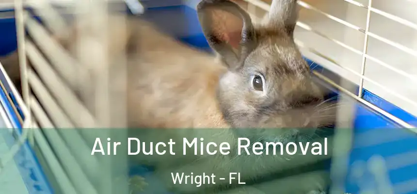 Air Duct Mice Removal Wright - FL
